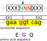 Splicing frame 1 (codon_start3)