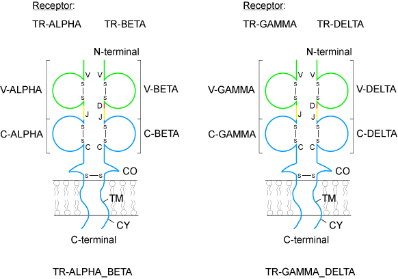 TR-ALPHA_BETA and TR-GAMMA-DELTA