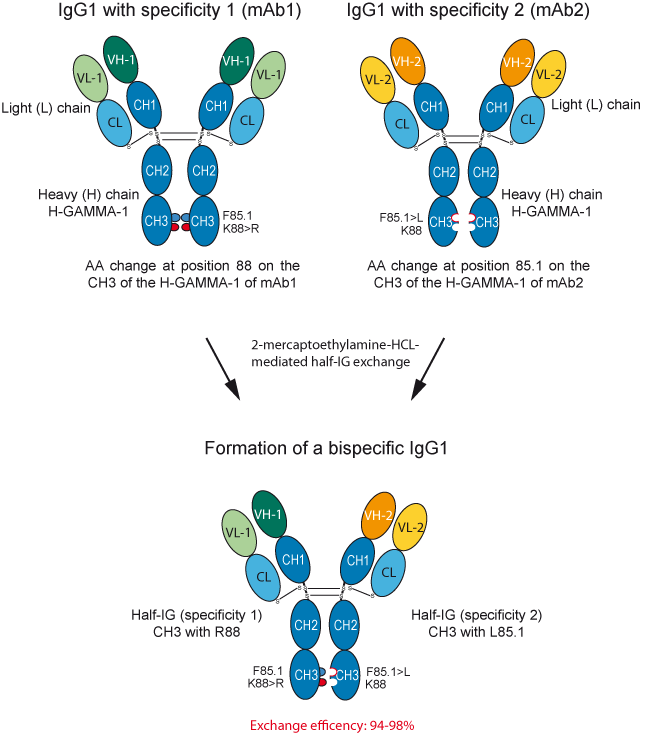 IgG4 in vivo arm exchange