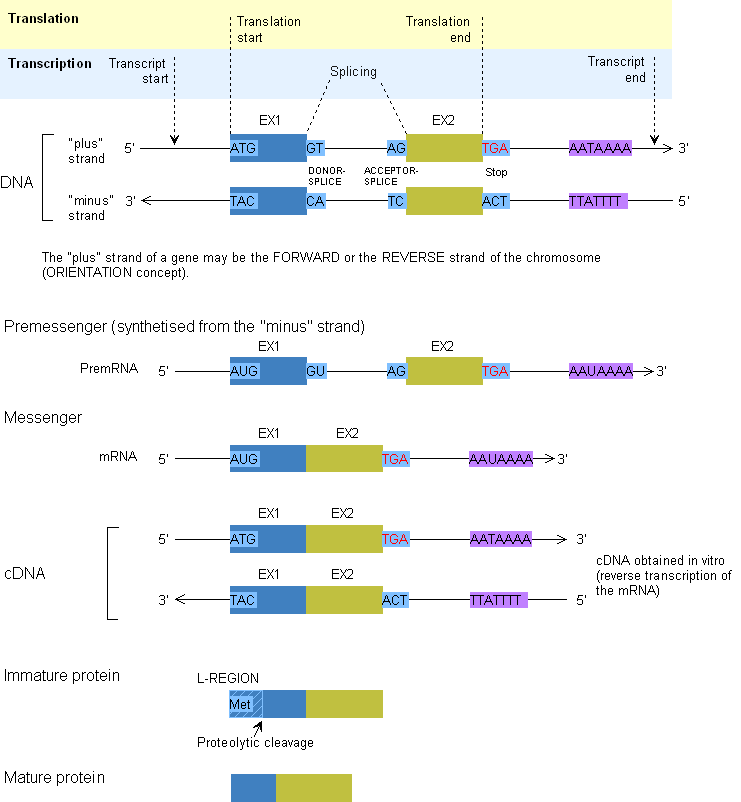 Transcription_Translation