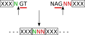 Usual splicing for IG and TR