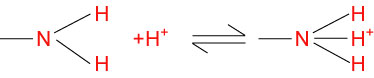 Basic side chains