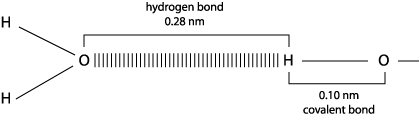 Hydrogen bonds