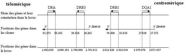 schema recapitulatif answer