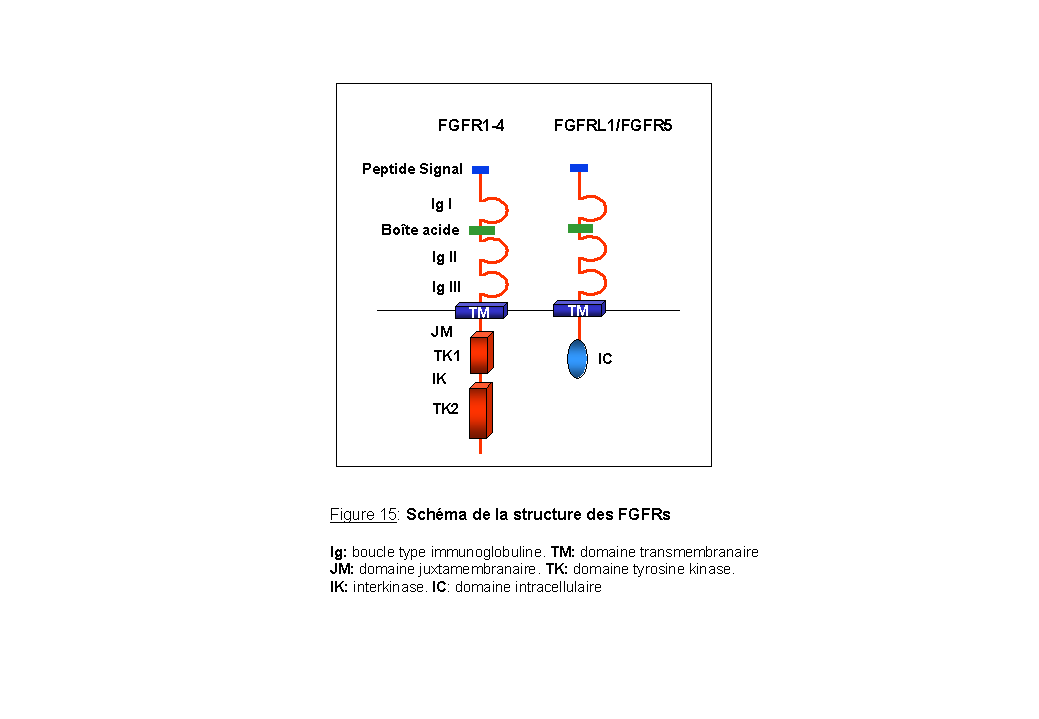 Les récepteurs à activité tyrosine kinase (RTK) - Labster