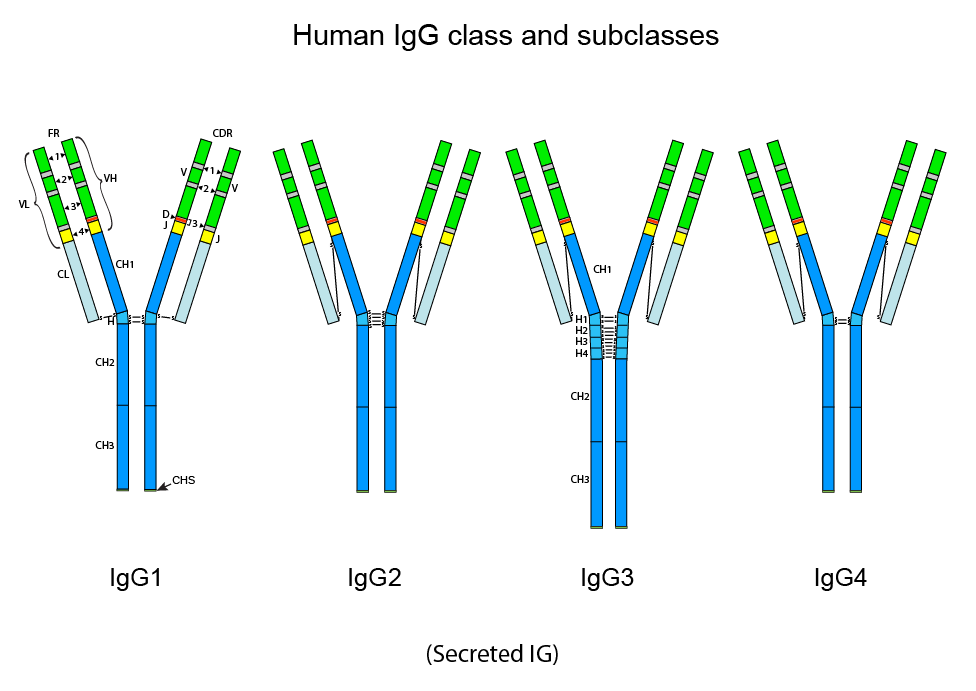igg subclasses 1 2 3 and 4