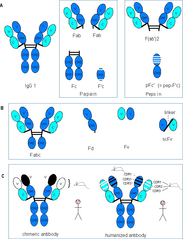 IgG1