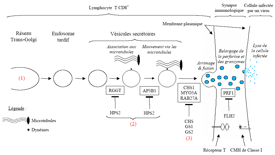 Figure11