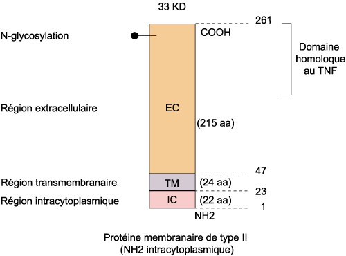 Figure2
