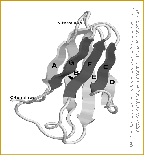 Structure 3D du domaine C-LIKE