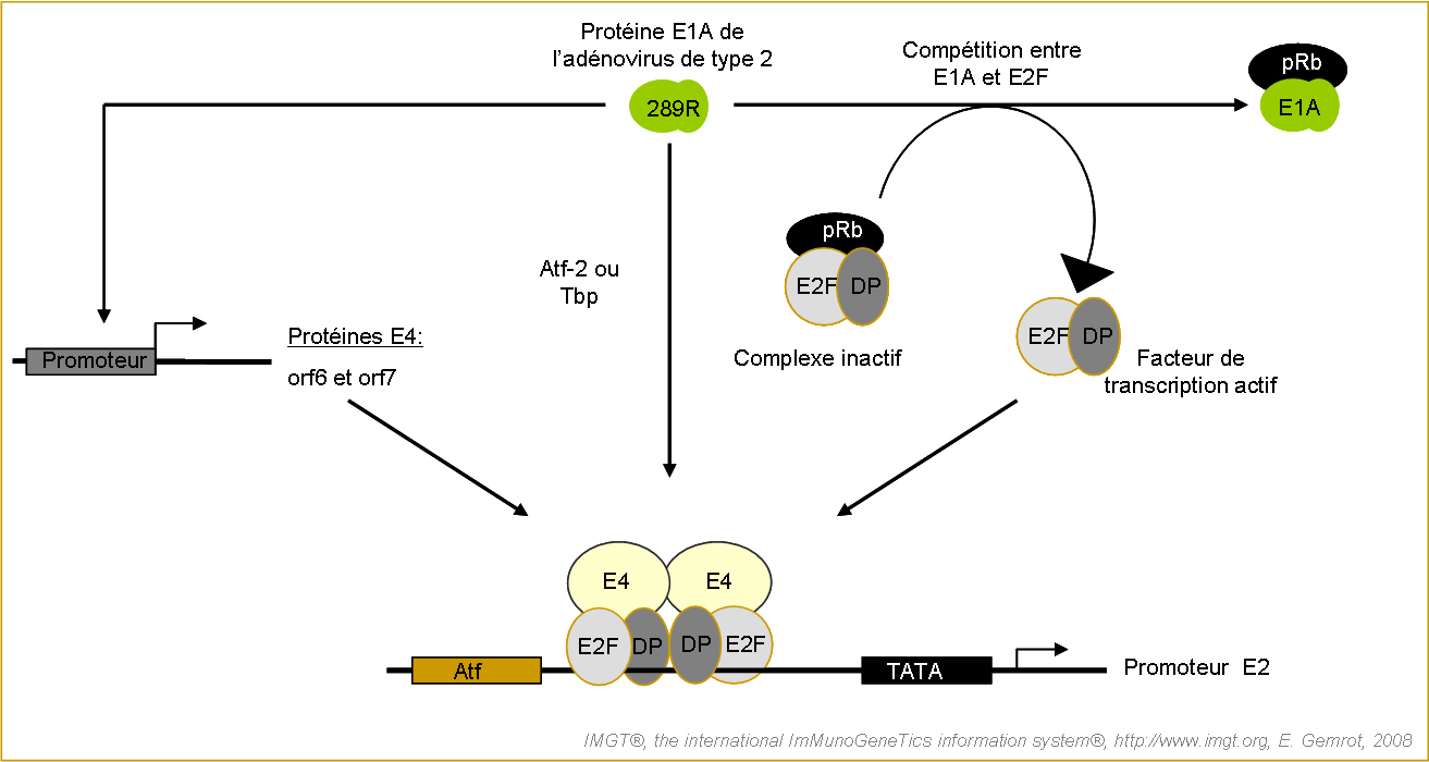 Activation de la transcription des gènes de la région E2