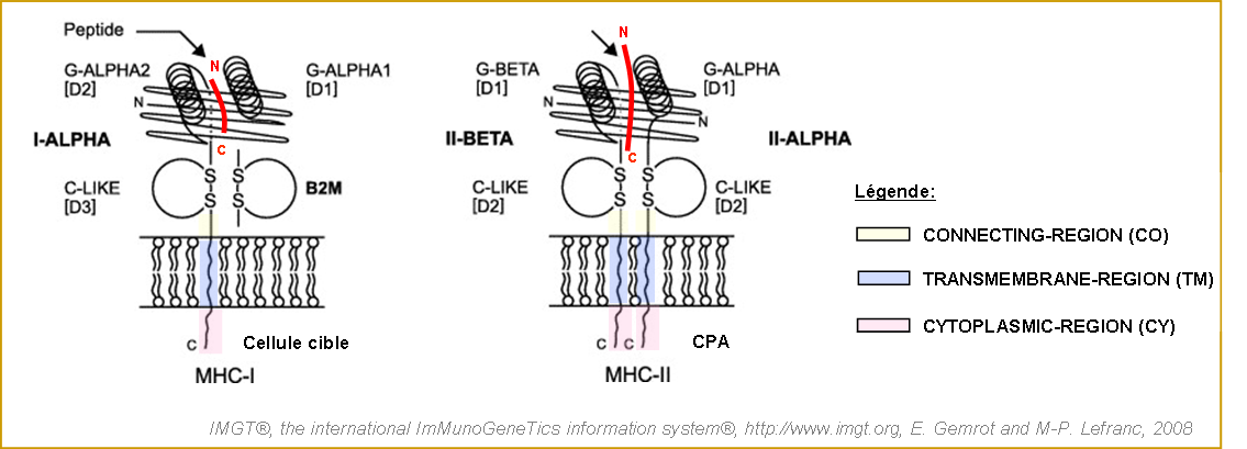 Représentation 2D du CMH