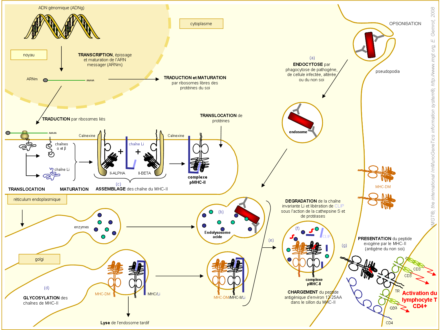 Etapes de l'expression à la surface cellulaire du pMHC-IIa