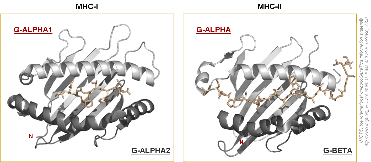 Orientation des peptides dans le groove des CMH