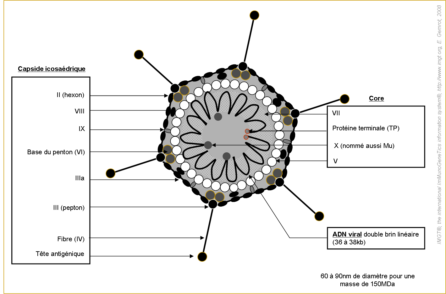 Adenovirus