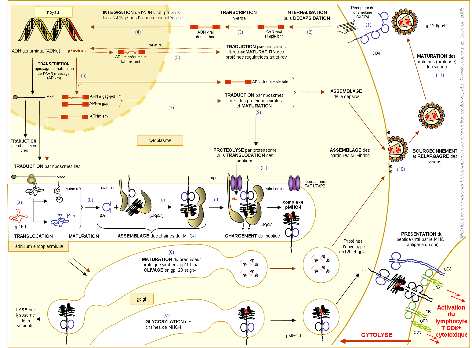 Etapes de l'expression à la surface d'une cellule, infectée par HIV, du pMHC-Ia