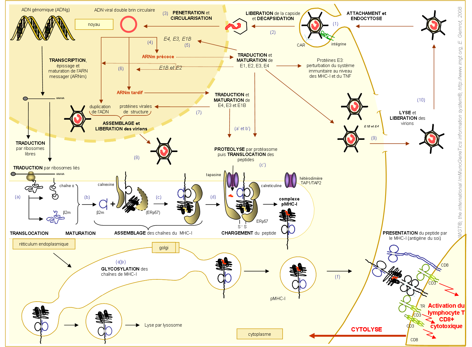 Etapes de l'expression à la surface d'une cellule, infectée par l'adenovirus, du pMHC-Ia