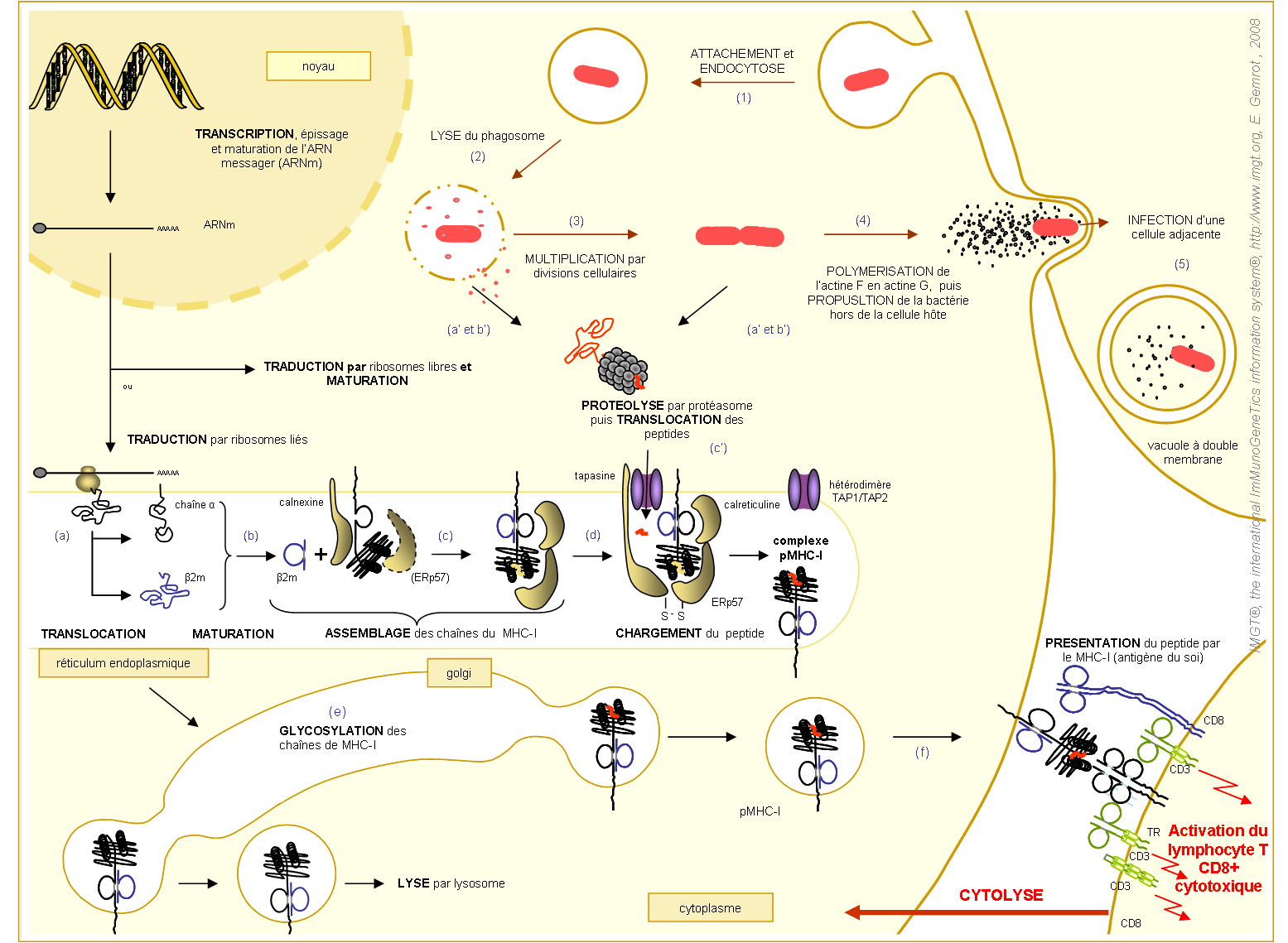 Etapes de l'expression à la surface d'une cellule, infectée par listeria, du pMHC-Ia