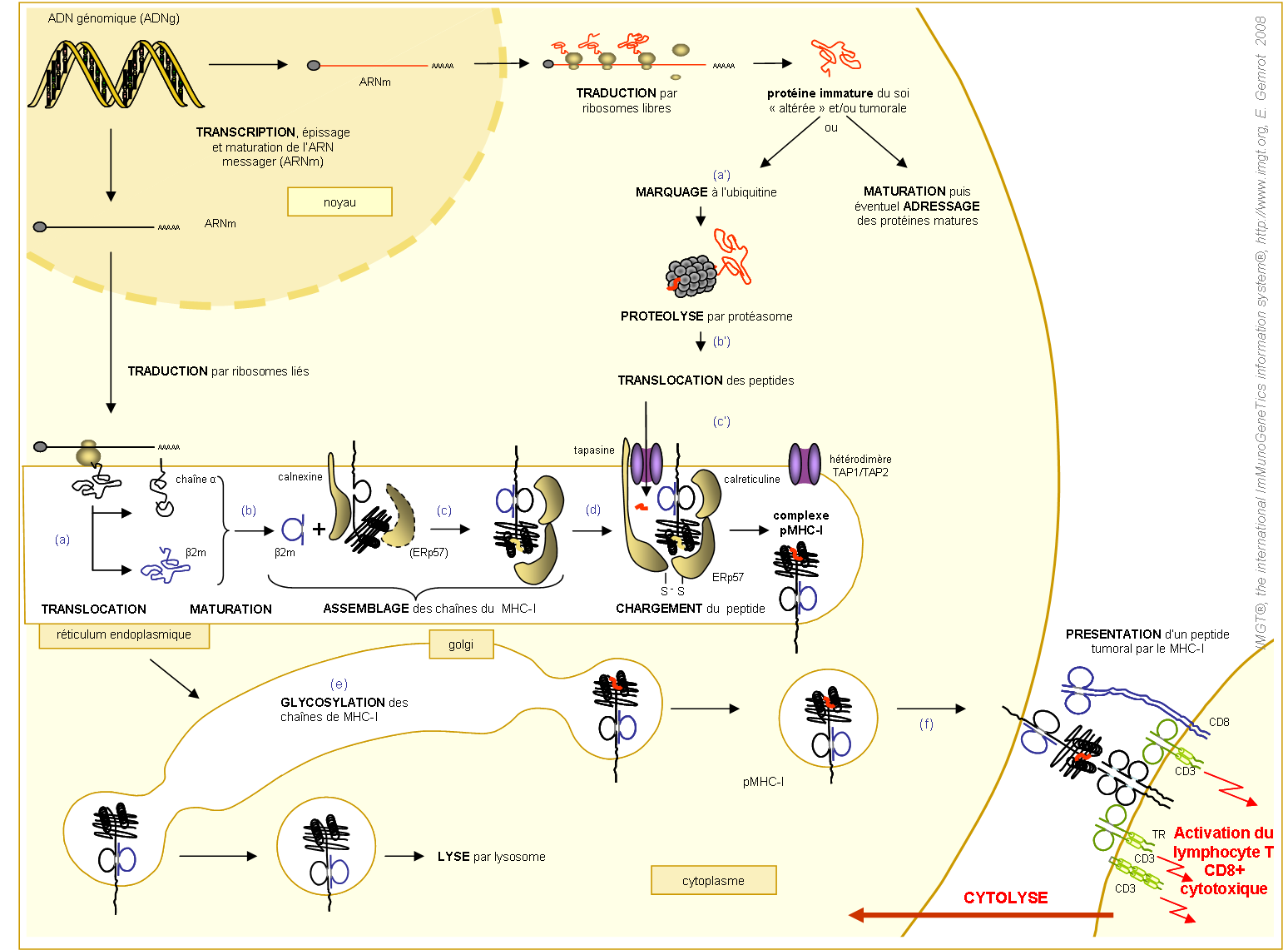 Etapes de l'expression à la surface d'une cellule cancéreuse du pMHC-Ia