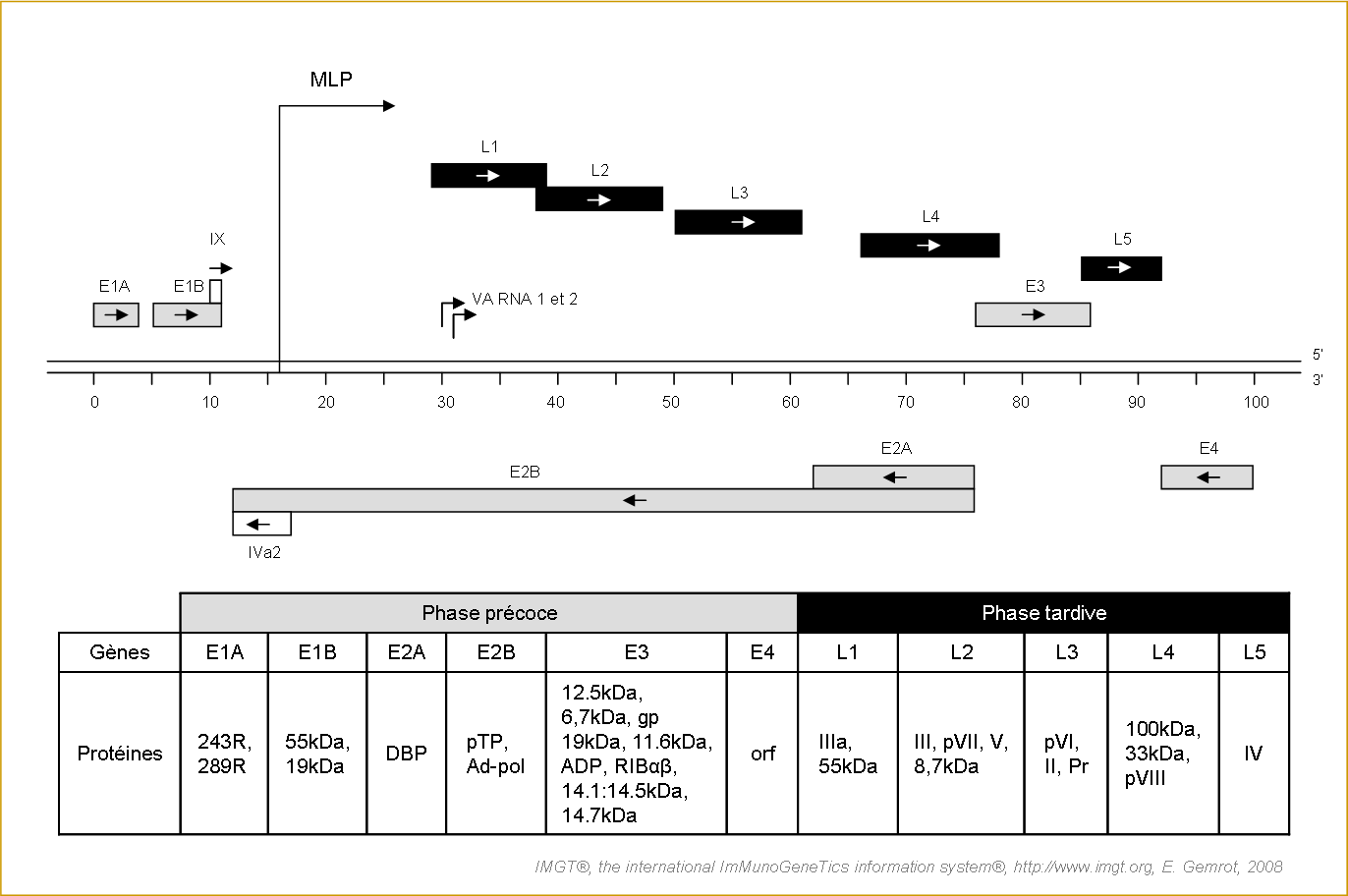 Organisation du gènome de l'Adenovirus