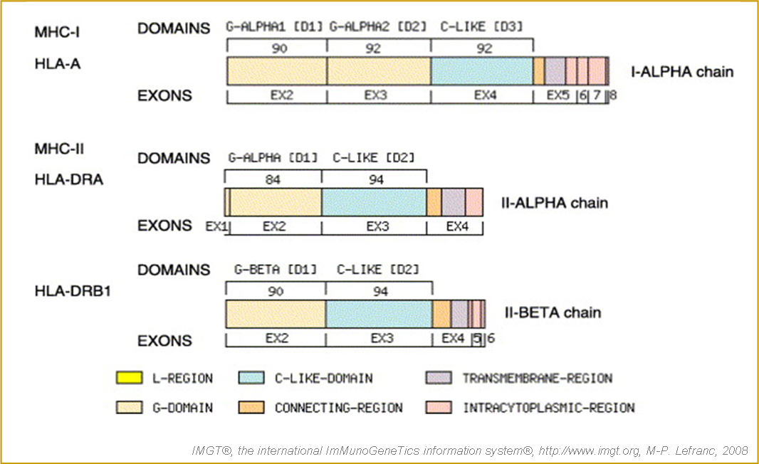 Organisation intron/exon ADNc