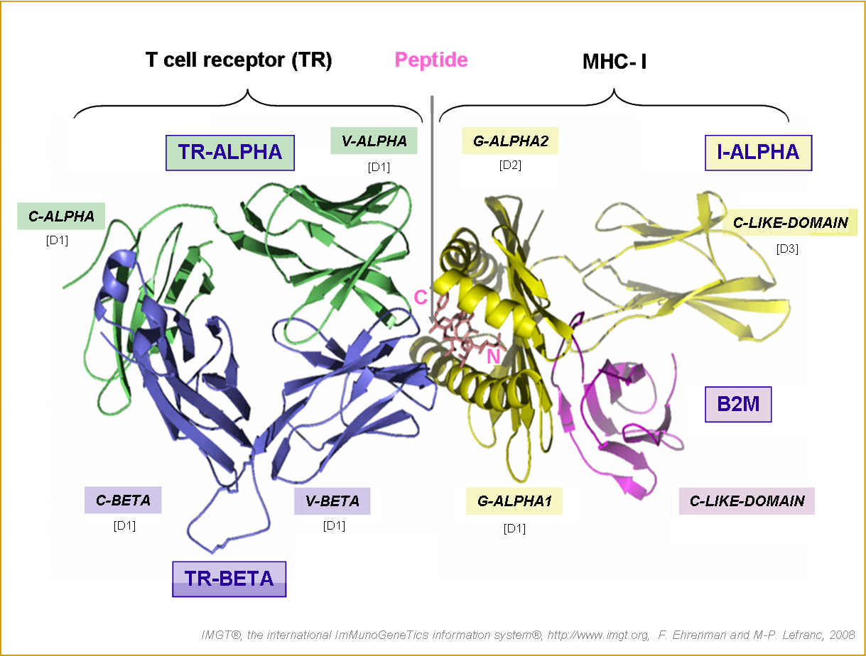 Complexe trimoléculaire TR/peptide/MHC-I.