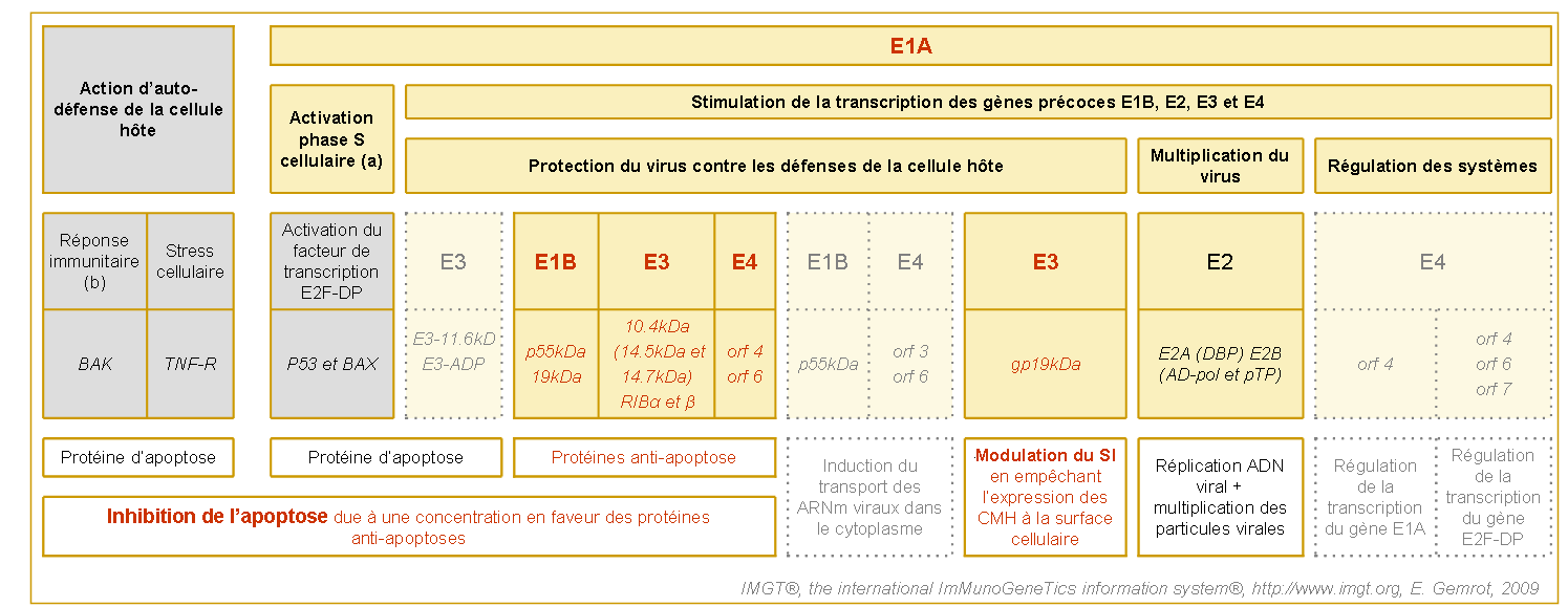 Principaux gènes exprimés lors de la phase précoce de réplication de l'Adénovirus