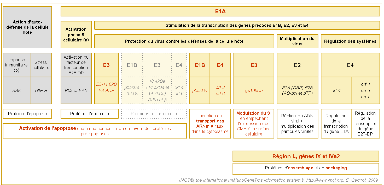 Principaux gènes exprimés lors de la phase tradive de réplication de l'Adénovirus