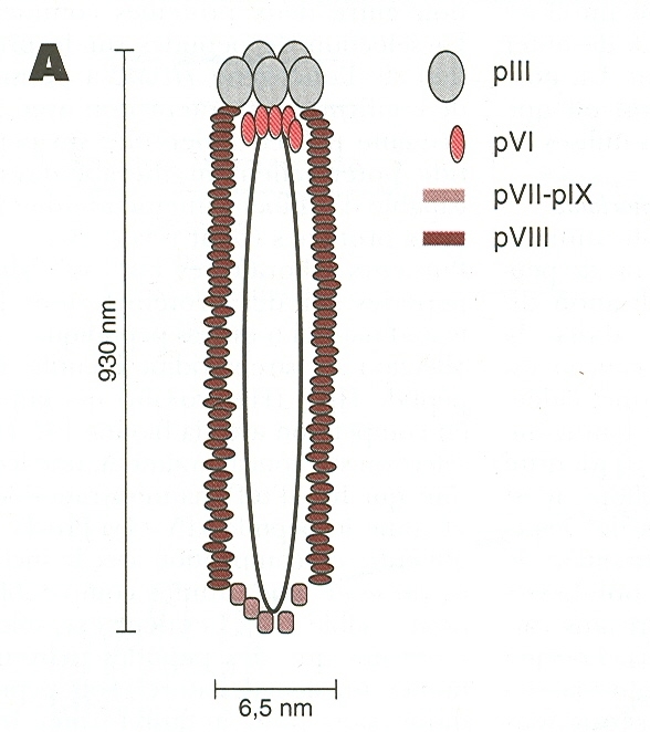 figure1A
