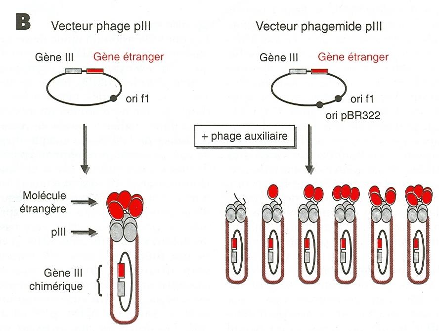 figure1B