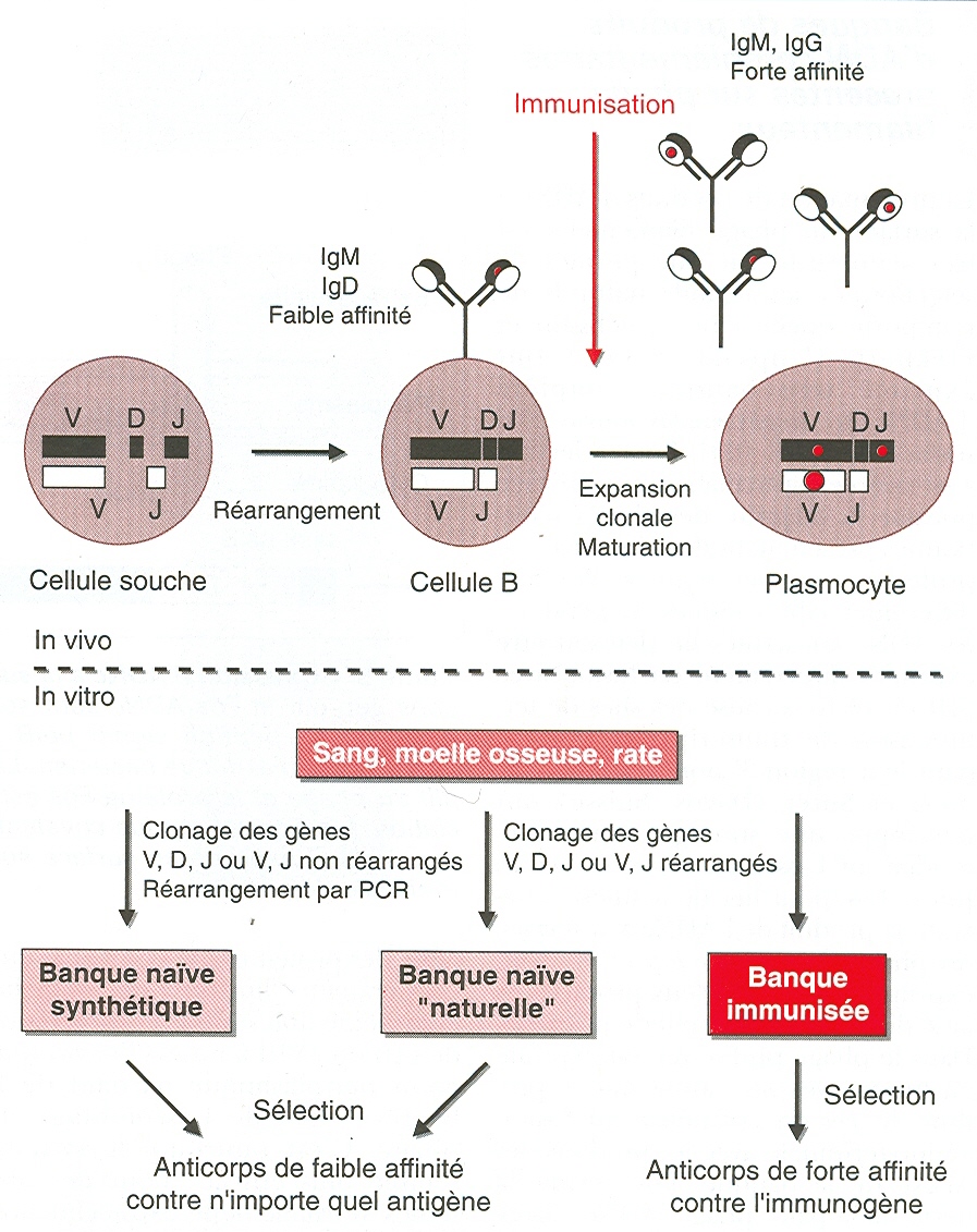 figure4