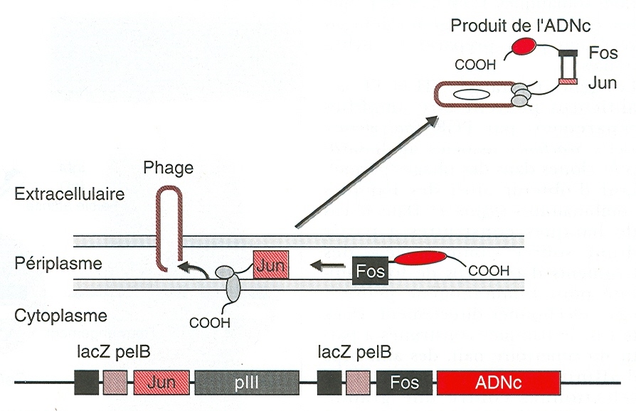 figure5