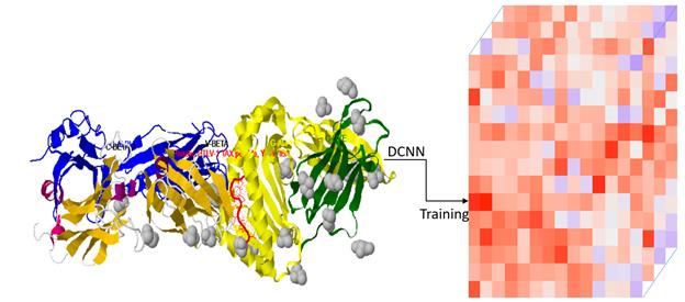 IMGT approach for the prediction and analysis of epitope and paratope interaction