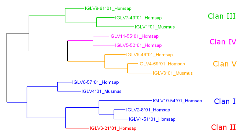 IGLV clans