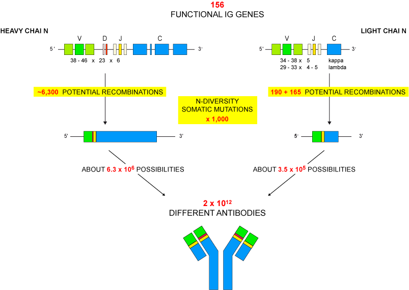 IG synthesis