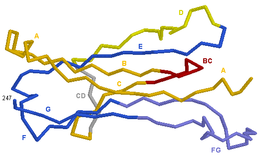 C-DOMAIN TRB