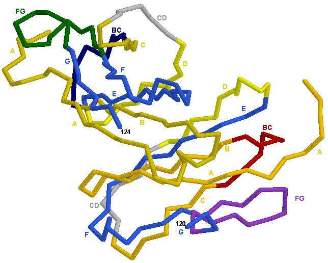 Human C-DOMAIN