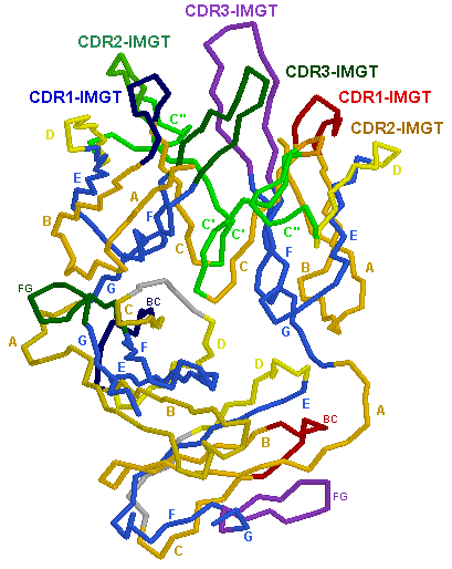 V-GAMMA