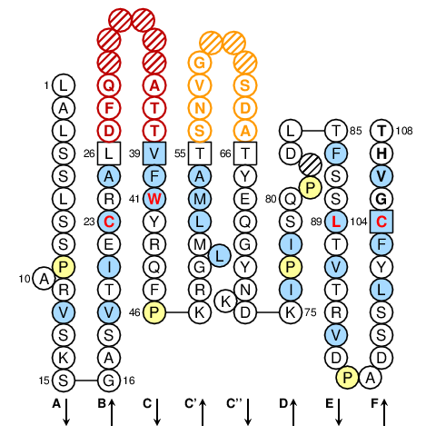 TRBV1S1