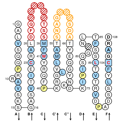 TRBV1S3