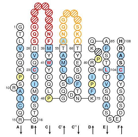 TRBV4S1