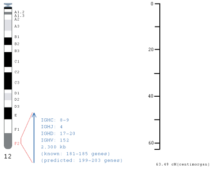 Chromosomal localization mouse IGH locus