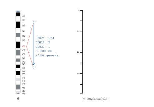 Chromosomal localization human (<em>Homo sapiens</em>) IGK locus