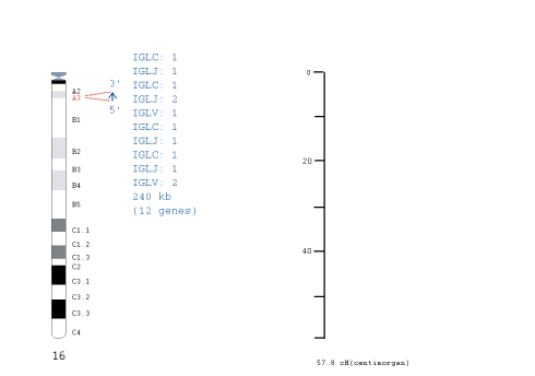 Chromosomal localization human (<em>Homo sapiens</em>) IGL locus