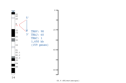 Chromosomal localization human (<em>Homo sapiens</em>) TRA locus