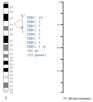 Chromosomal localization human (<em>Homo sapiens</em>) TRB locus