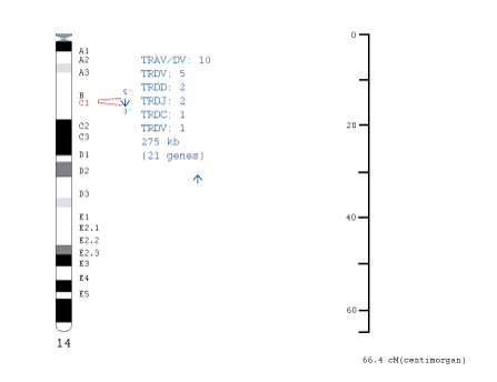 Chromosomal localization mouse TRD locus