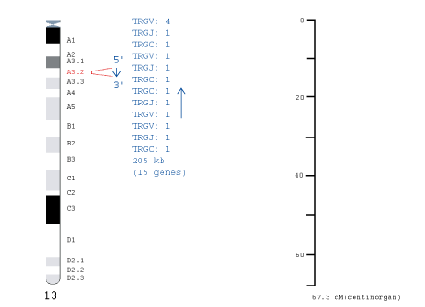 Chromosomal localization mus musculus TRG locus