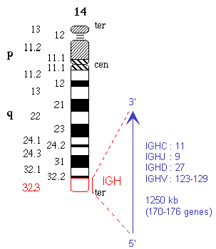 Chromosomal localization human IGH