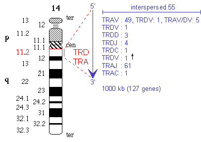 Chromosomal localization human TRA/TRD